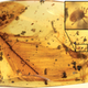 A tick grasping a dinosaur feather inside 99 million-year-old Burmese amber. (Image: Peñalver et al., 2017)